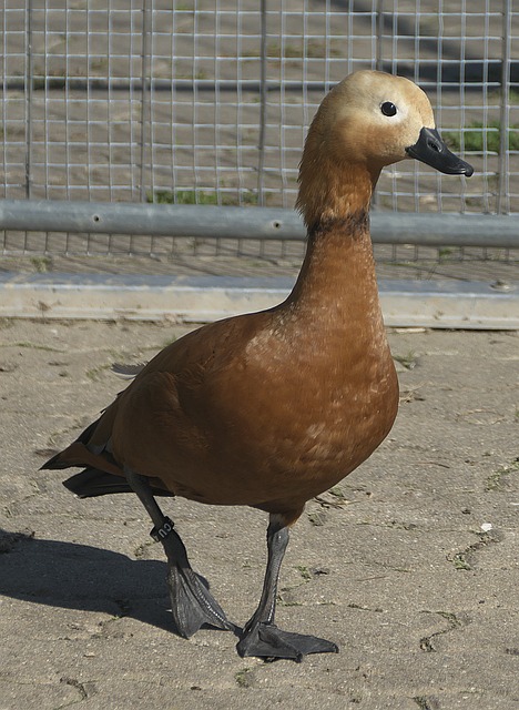 面对实力不