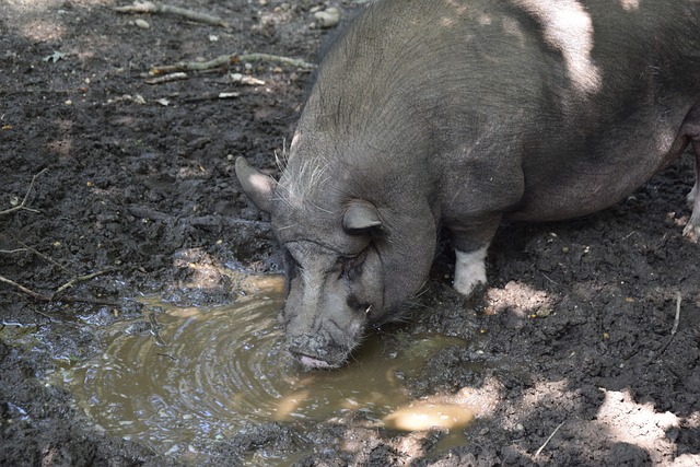 奥拉朱旺在 奥拉朱旺在