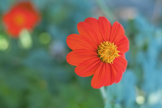 霍芬海姆在 霍芬海姆在